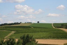 Tour Privato Etyek Degustazione Vini - Regione vinicola della Etyek